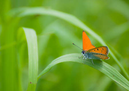 Lycaena virgaureaeの写真素材
