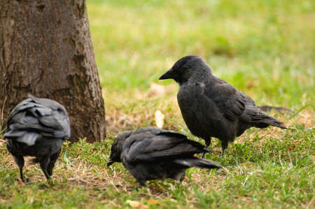 Coloeus monedula の写真素材