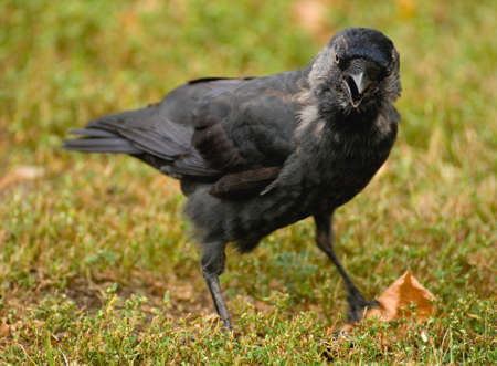 Coloeus monedula の写真素材