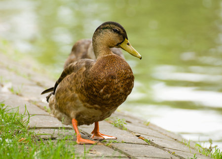 Mallard, mallard duck, Anas platyrhynchos