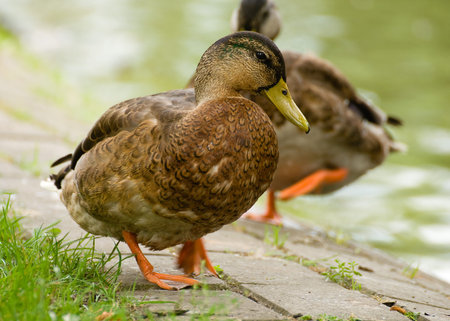 Mallard, mallard duck, Anas platyrhynchosの写真素材