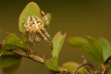Araneus diadematusの写真素材