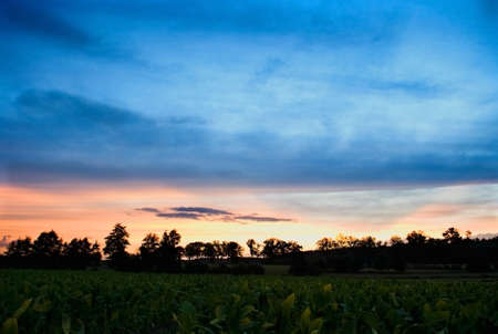 field and skyの写真素材