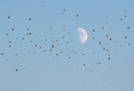 Common starling, Sturnus vulgaris