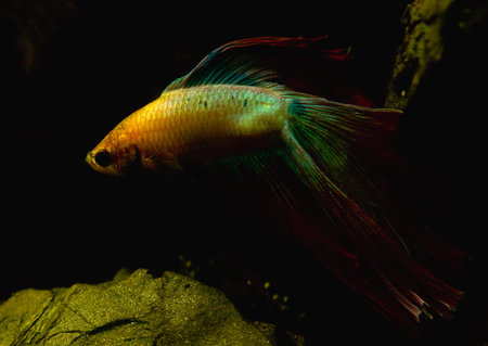 Betta splendens