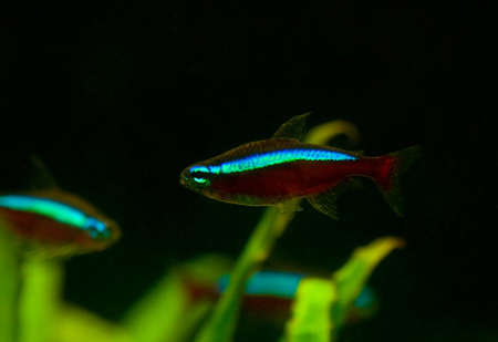 neon axelrodaの写真素材