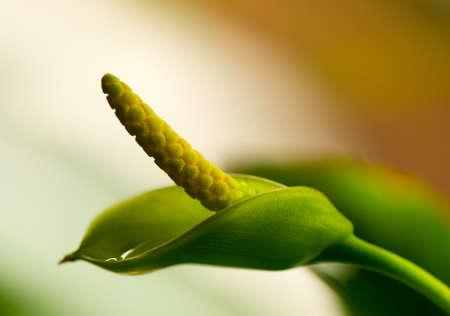 Anubias flowerの写真素材