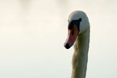 Swan - Cygnus olorの写真素材