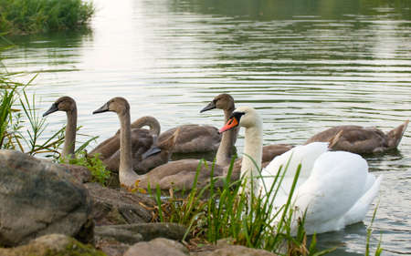 Swan - Cygnus olorの写真素材