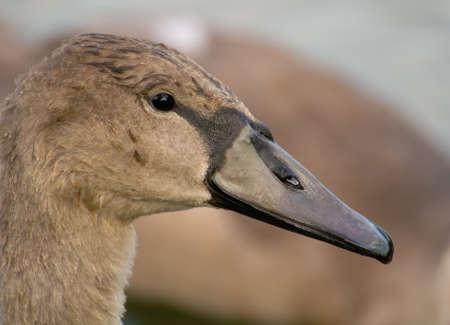 Swan - Cygnus olorの写真素材