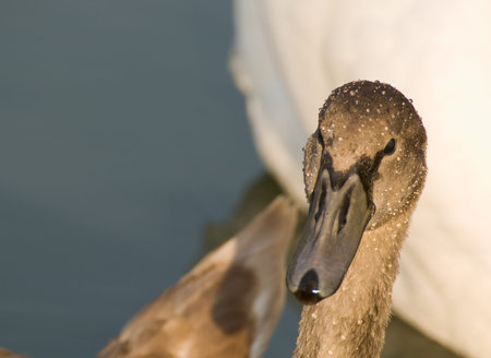 Swan - Cygnus olorの写真素材