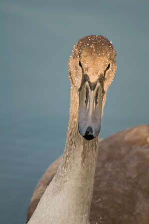 Swan - Cygnus olorの写真素材