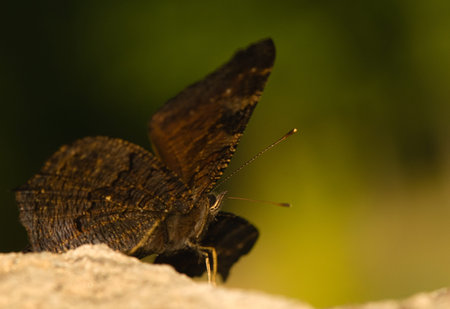 Inachis io