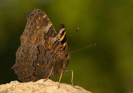 Inachis ioの写真素材