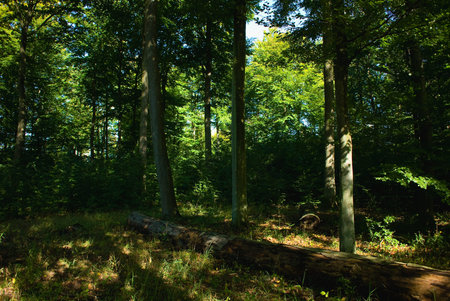 Beech forest