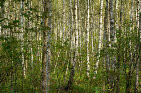 bog birchの写真素材