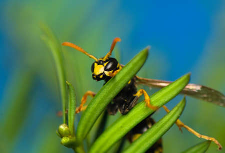 Wasp insectの写真素材