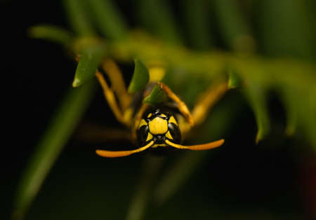 Wasp insectの写真素材