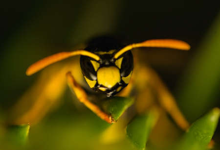 Wasp insectの写真素材