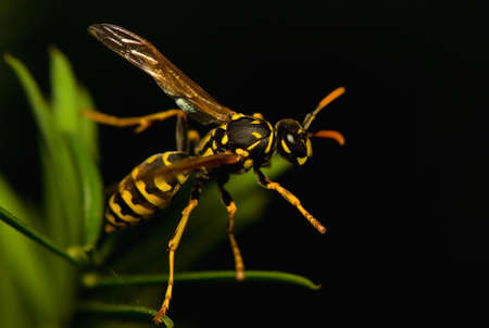 Wasp insectの写真素材