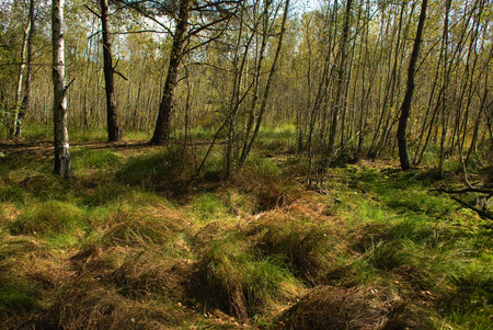 Swamp