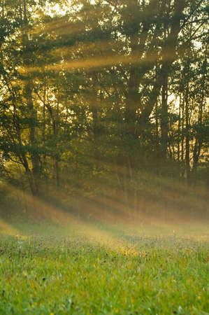 The morning sunの写真素材