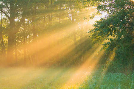 The morning sunの写真素材