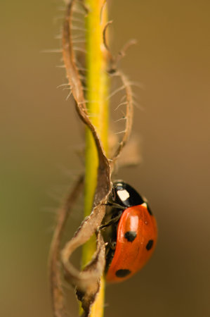 Ladybug