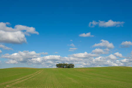 clump of treeの写真素材