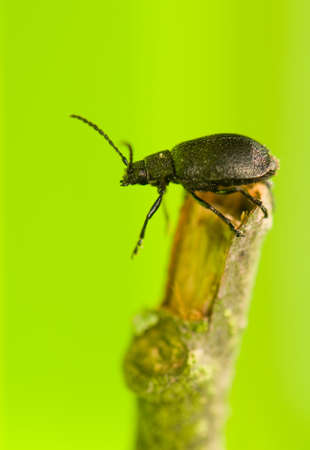 Beetleの写真素材