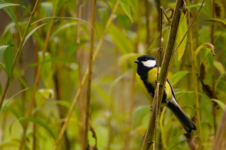 Parus majorの写真素材