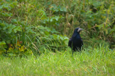 Rook - Corvus frugilegusの写真素材