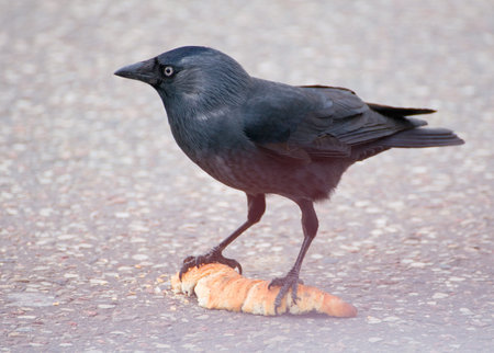 Jackdaw - Coloeus monedula
