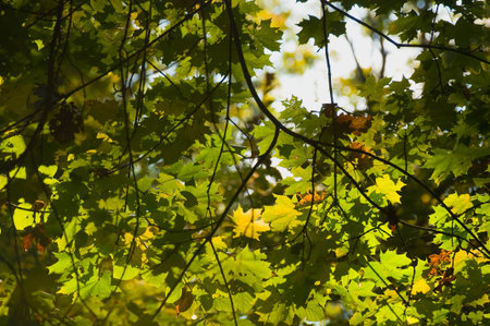 Autumn sycamore