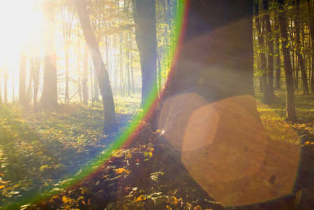 Autumn forestの写真素材