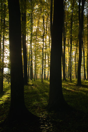 Autumn forest