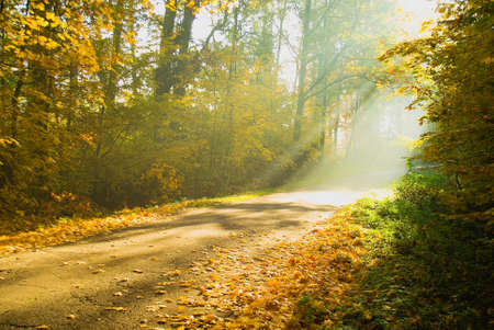 Autumn forestの写真素材