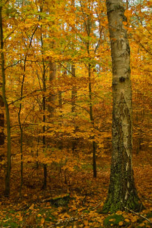 Autumn forestの写真素材