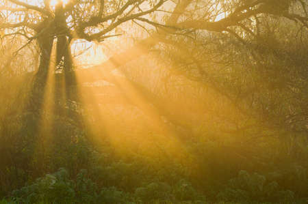 Morning fog and rays of the rising sun breaks through the treesの写真素材