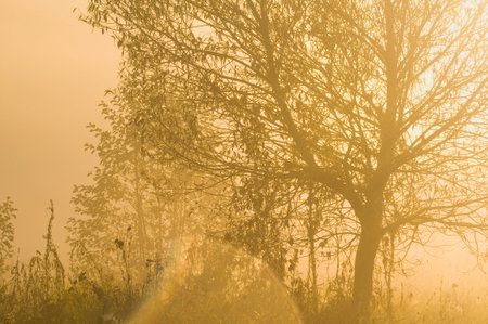 Morning fog and rays of the rising sun breaks through the trees
