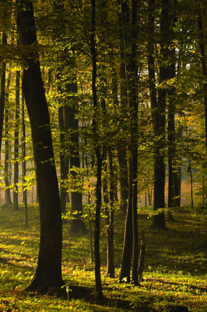 Autumn forestの写真素材