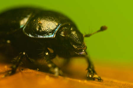 Manure beetle, beetle lout, beetle forest - Geotrupes stercorariusの写真素材