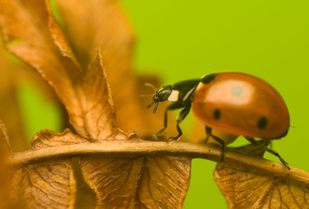 Seven-ladybird - Coccinella septempunctata