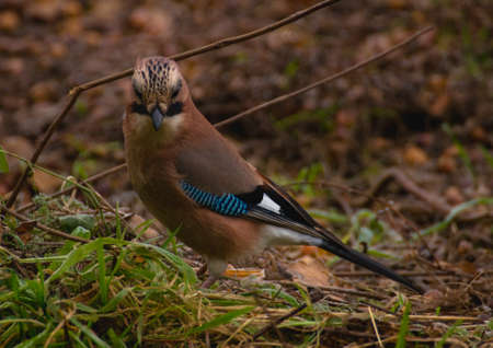 Common Jay, Jay - Garrulus glandariusの写真素材