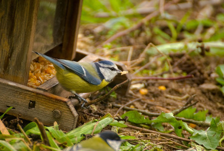 Common Blue Tit, Blue Tit, blue tit, tits Cyanistes