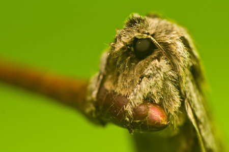 Asteroscopus sphinx
