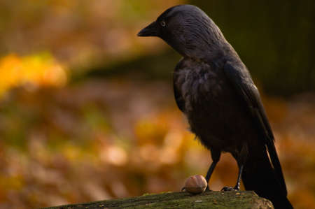 Jackdaw - Coloeus monedulaの写真素材