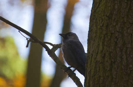 Jackdaw - Coloeus monedula