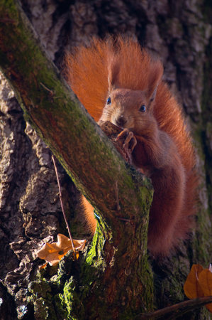 Red squirrel - Sciurus vulgaris