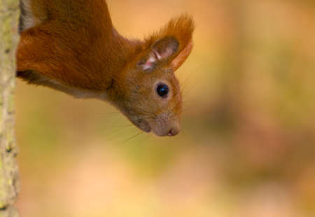 Red squirrel - Sciurus vulgarisの写真素材